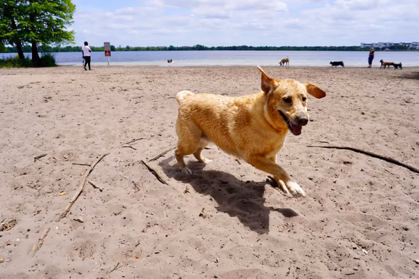 Dog Park at Lago Mar Park
